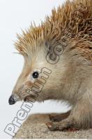 Hedgehog - Erinaceus europaeus 0013